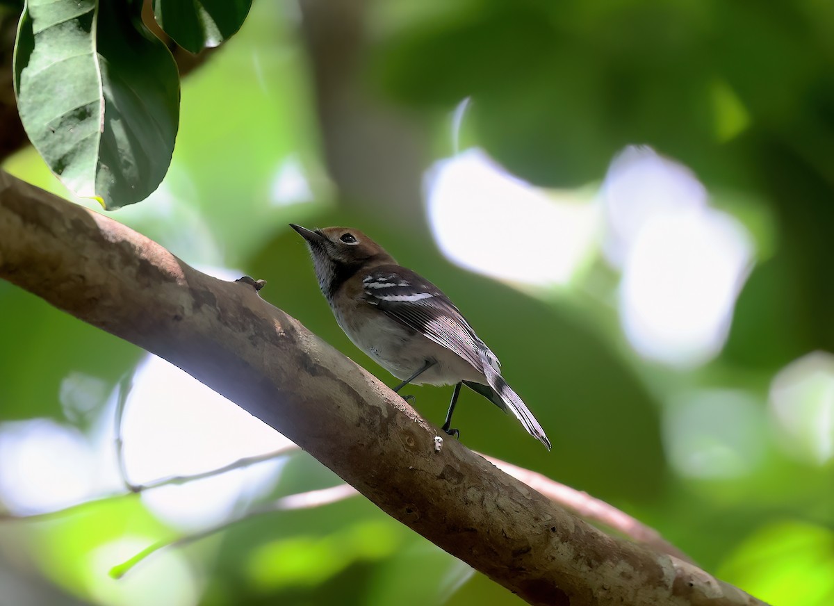 Oahu Elepaio - ML643332165