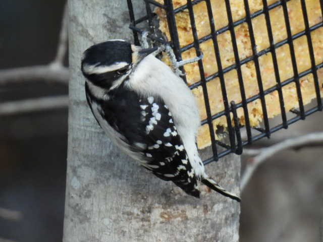 Downy Woodpecker - ML643332188