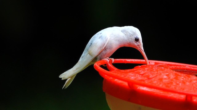 Kolibri, unbestimmt - ML643332208