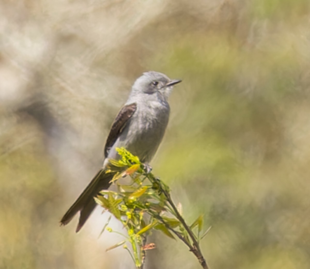 Shear-tailed Gray Tyrant - ML643332213