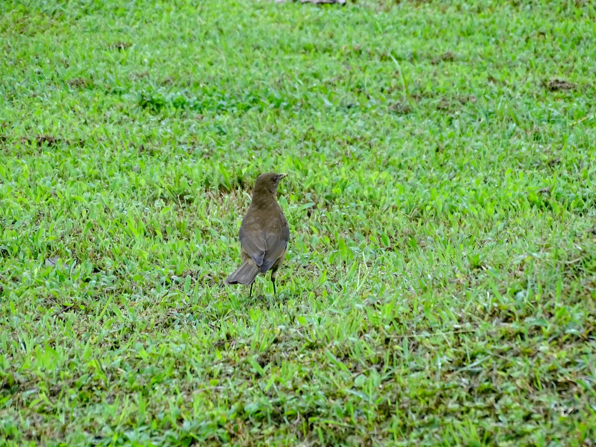 Clay-colored Thrush - ML643332232