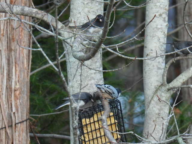 Dark-eyed Junco - ML643332257