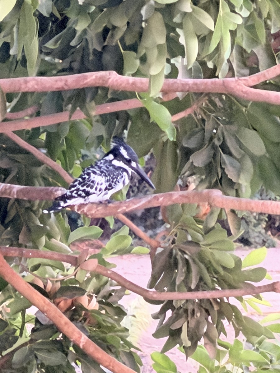 斑翡翠 - ML643332295