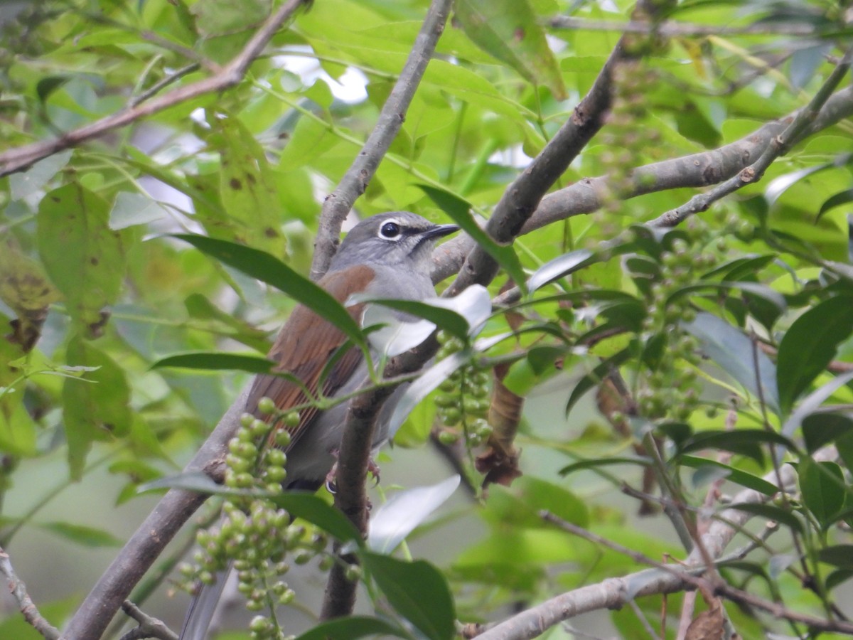 Brown-backed Solitaire - ML643332334