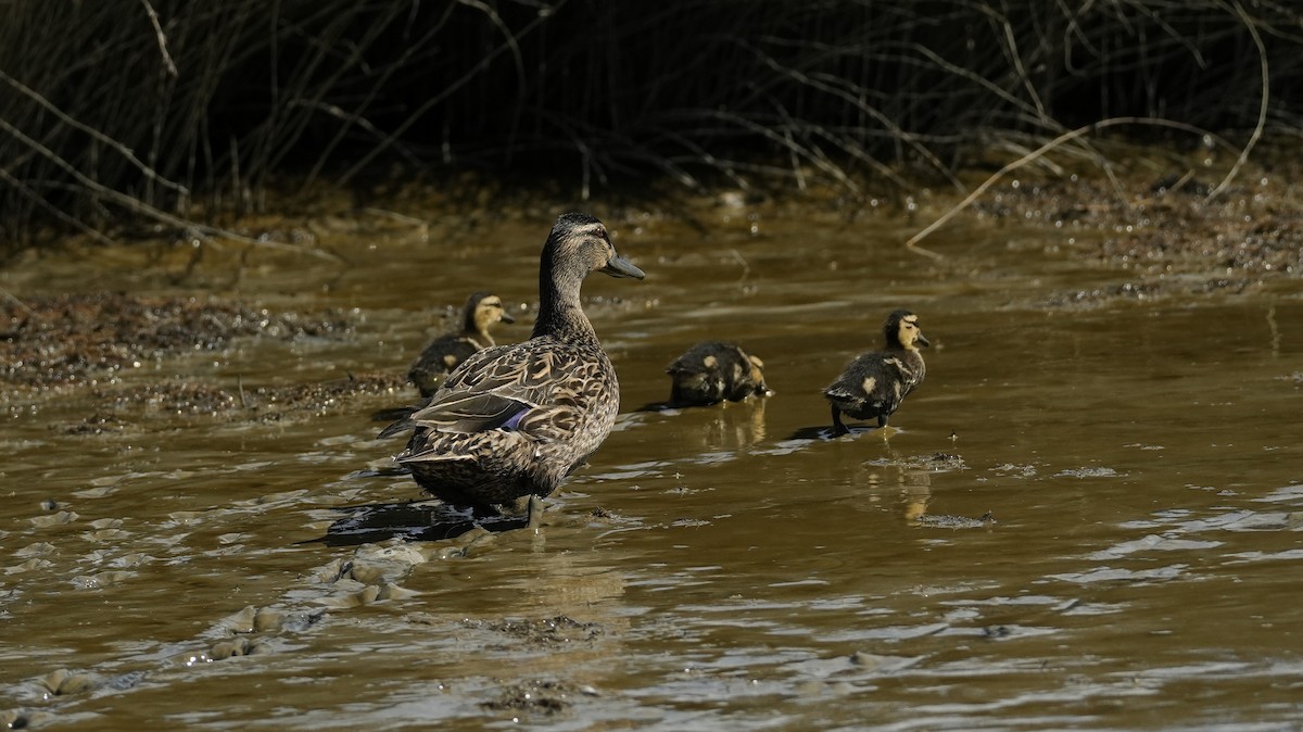 Mallard x Pacific Black Duck (hybrid) - ML643332348