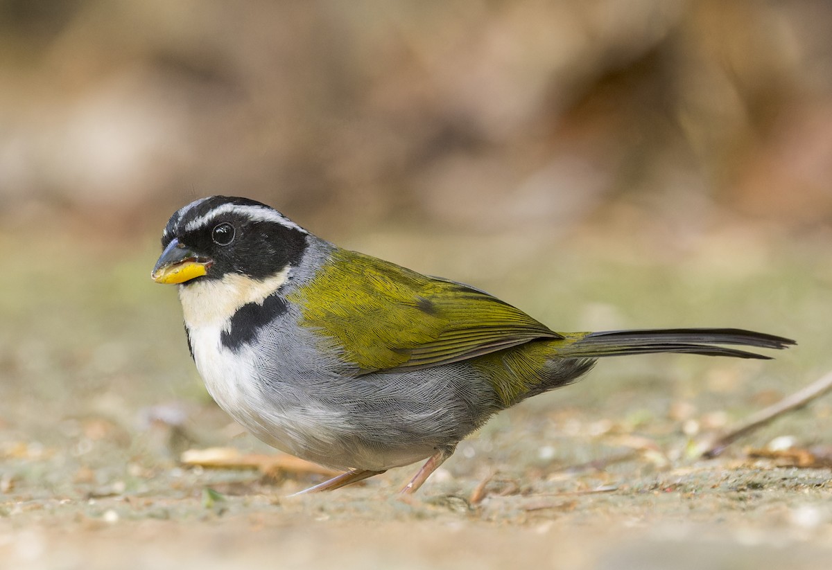 Half-collared Sparrow - ML643332355