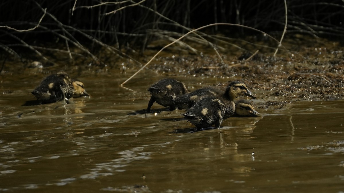 Mallard x Pacific Black Duck (hybrid) - ML643332361