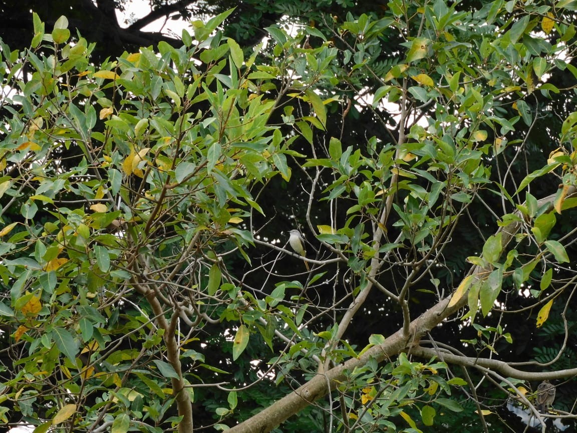 Small Minivet - ML643332394