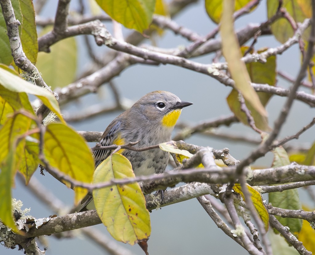 Kronenwaldsänger (Audubonwaldsänger) - ML643332398