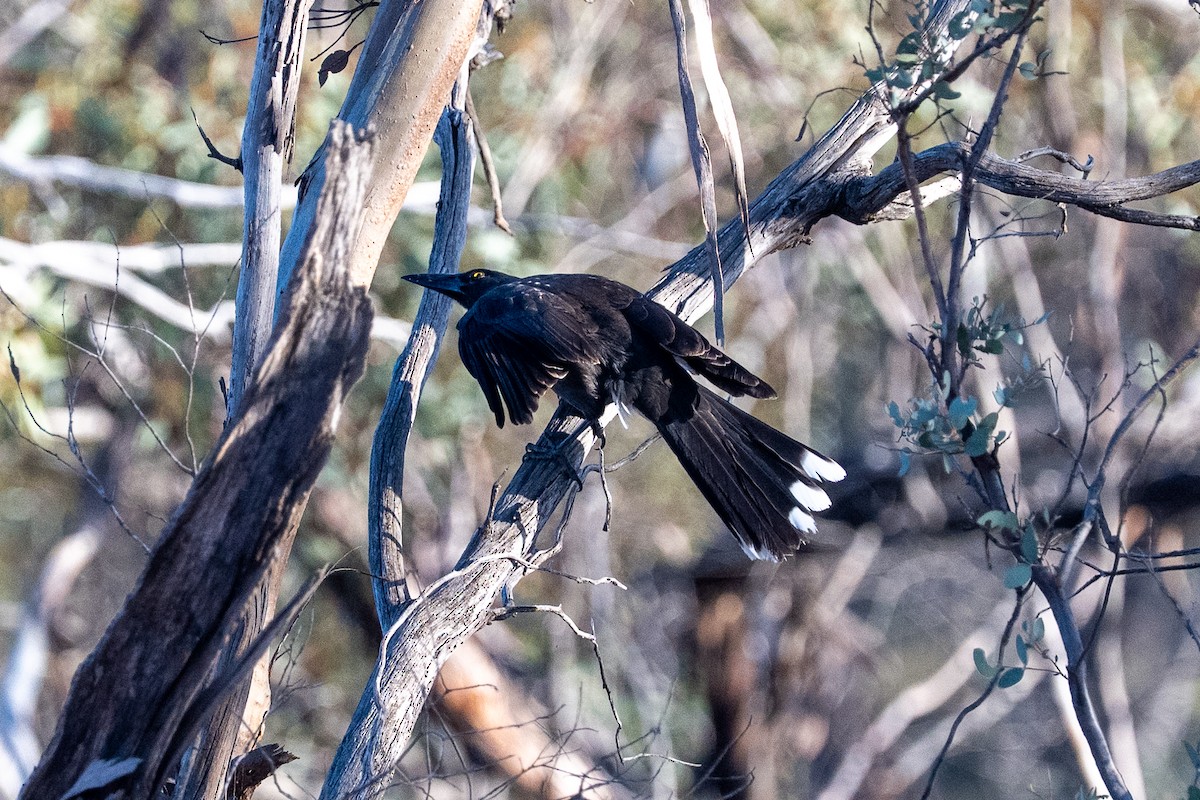 Gray Currawong (Black-winged) - ML643332401