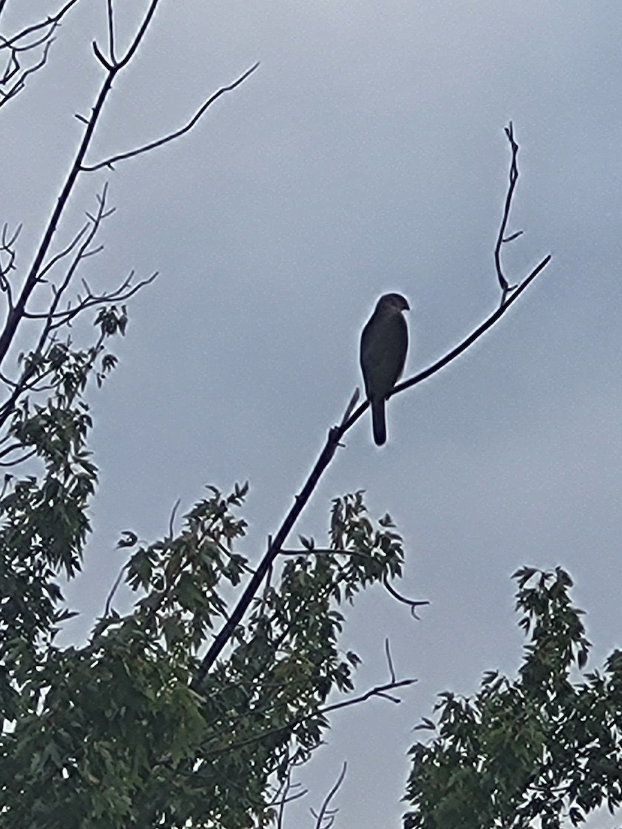 Cooper's Hawk - ML643332402