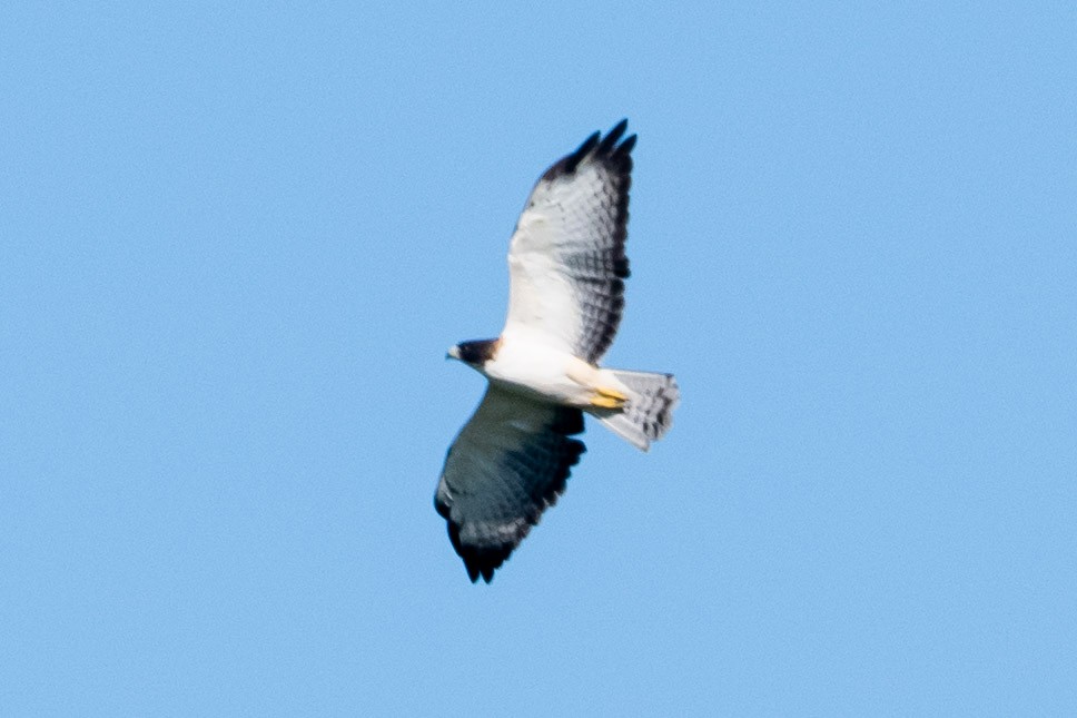 Short-tailed Hawk - ML643332410