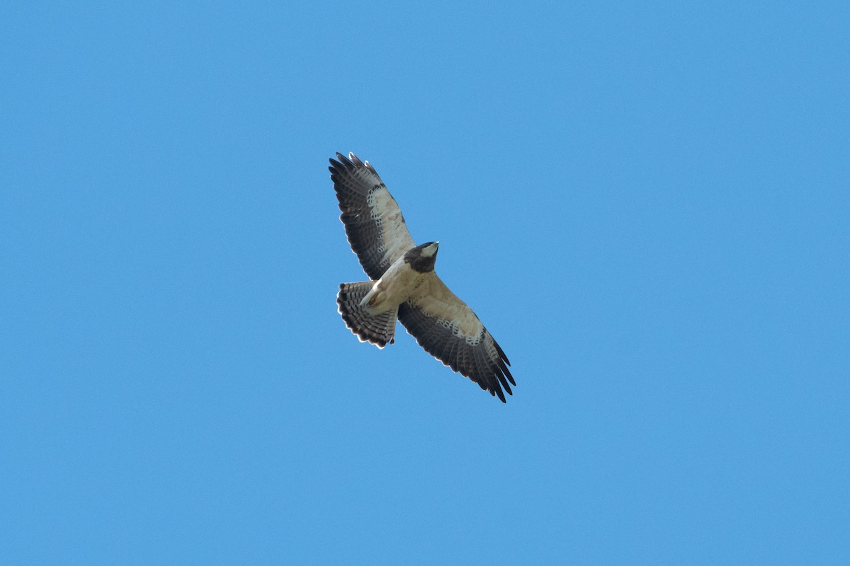 Swainson's Hawk - ML643332412