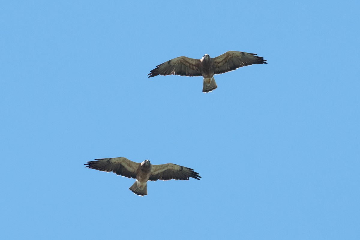 Swainson's Hawk - ML643332424