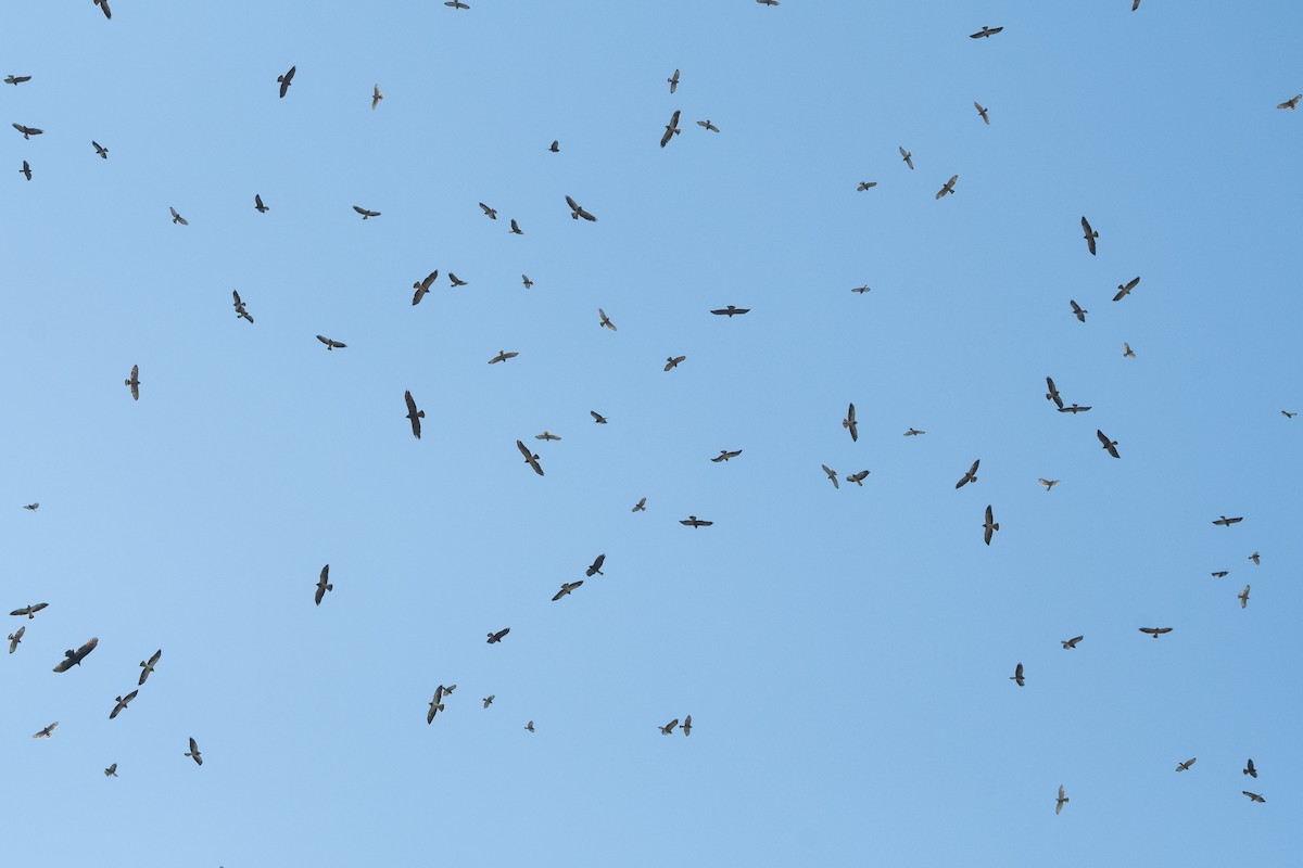 Swainson's Hawk - ML643332426