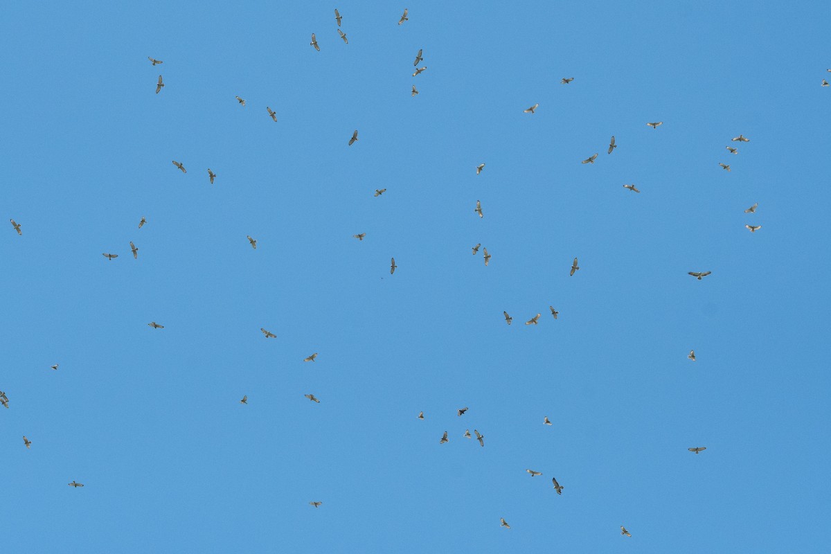 Broad-winged Hawk - ML643332430