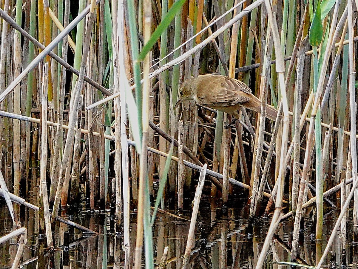 Little Grassbird - ML643332432