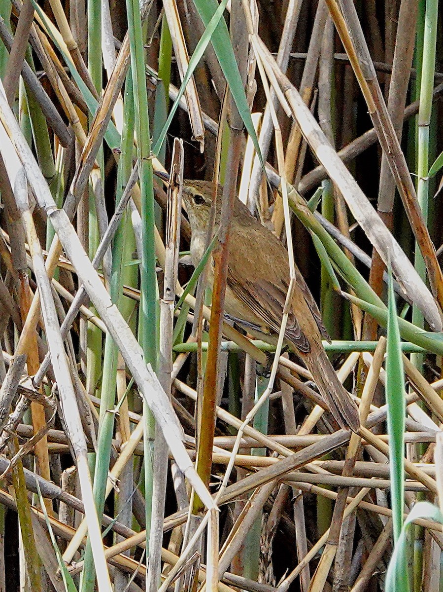 Little Grassbird - ML643332433