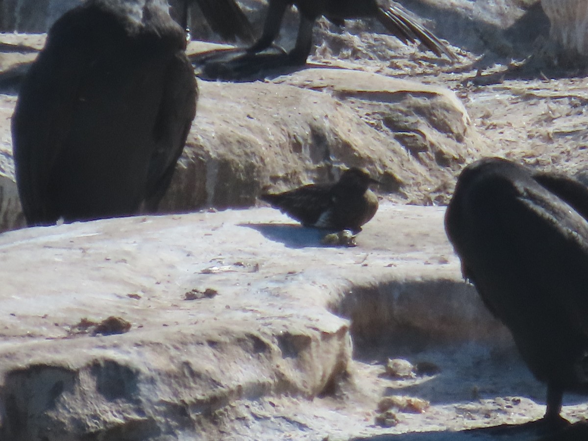Black Turnstone - ML643332434