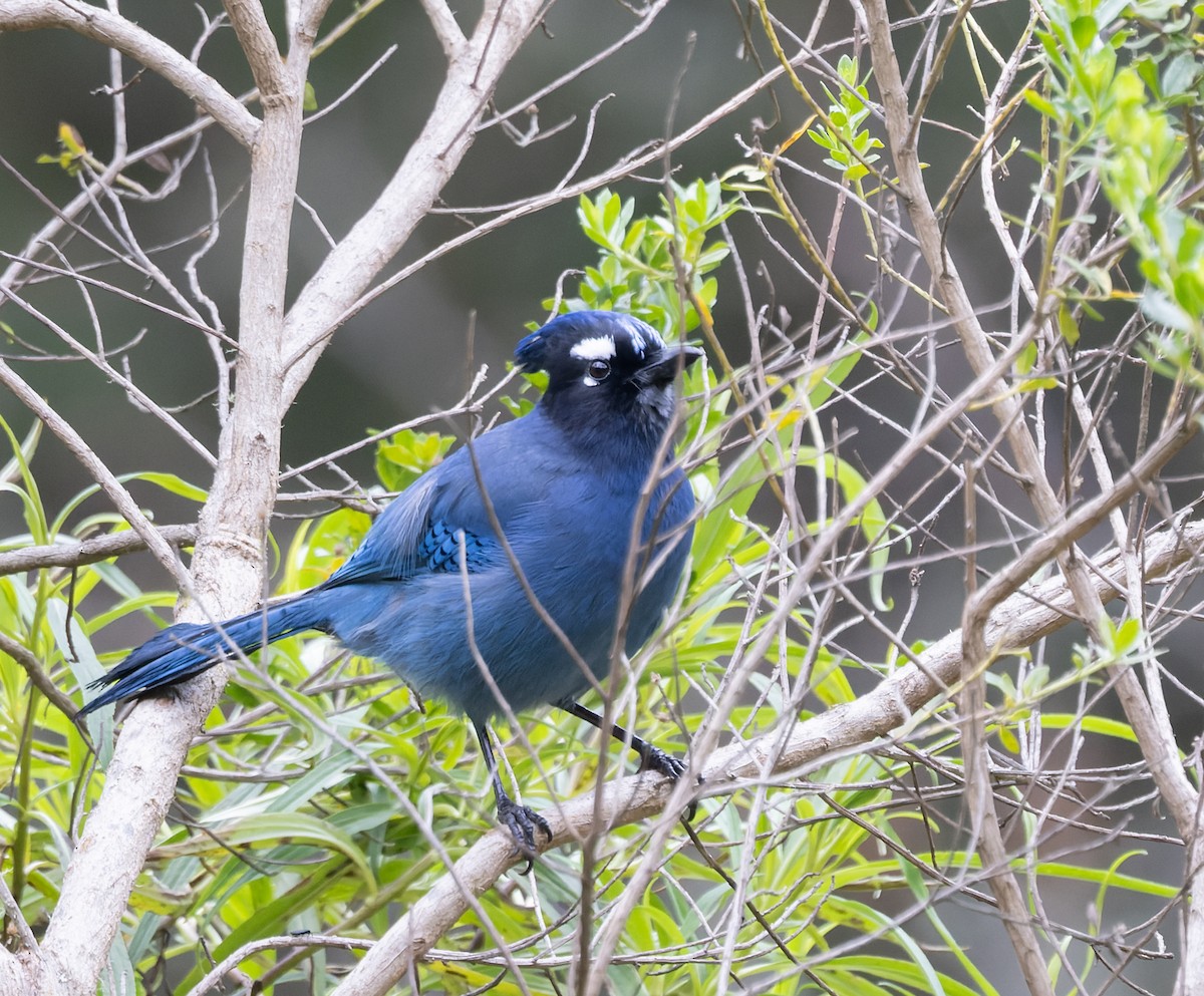 Diademhäher [coronata-Gruppe] - ML643332435