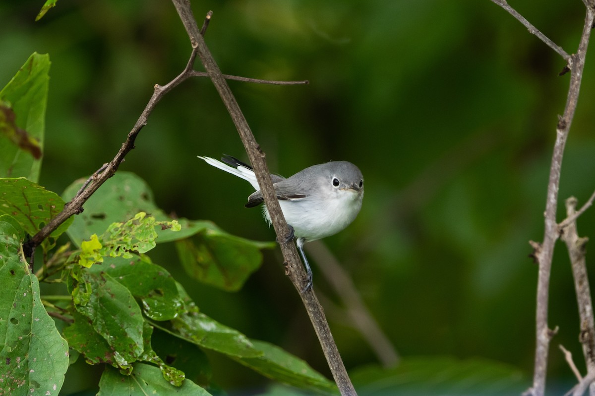 Blue-gray Gnatcatcher - ML643332439
