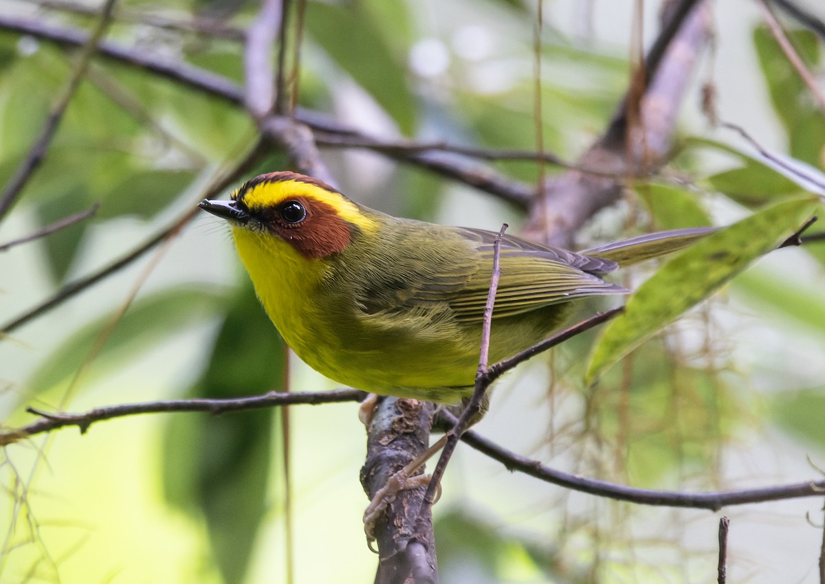 Goldstreif-Waldsänger - ML643332456