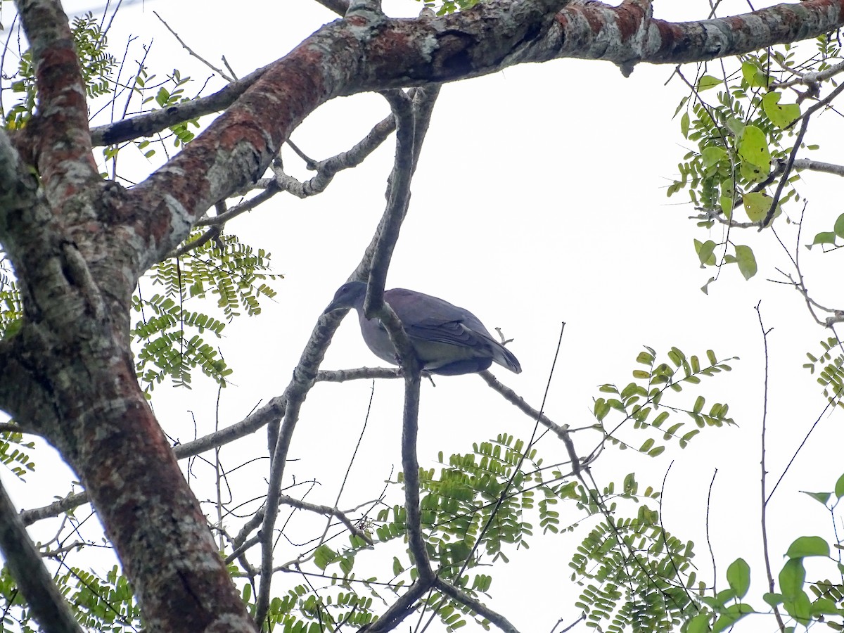 Pale-vented Pigeon - ML643332458