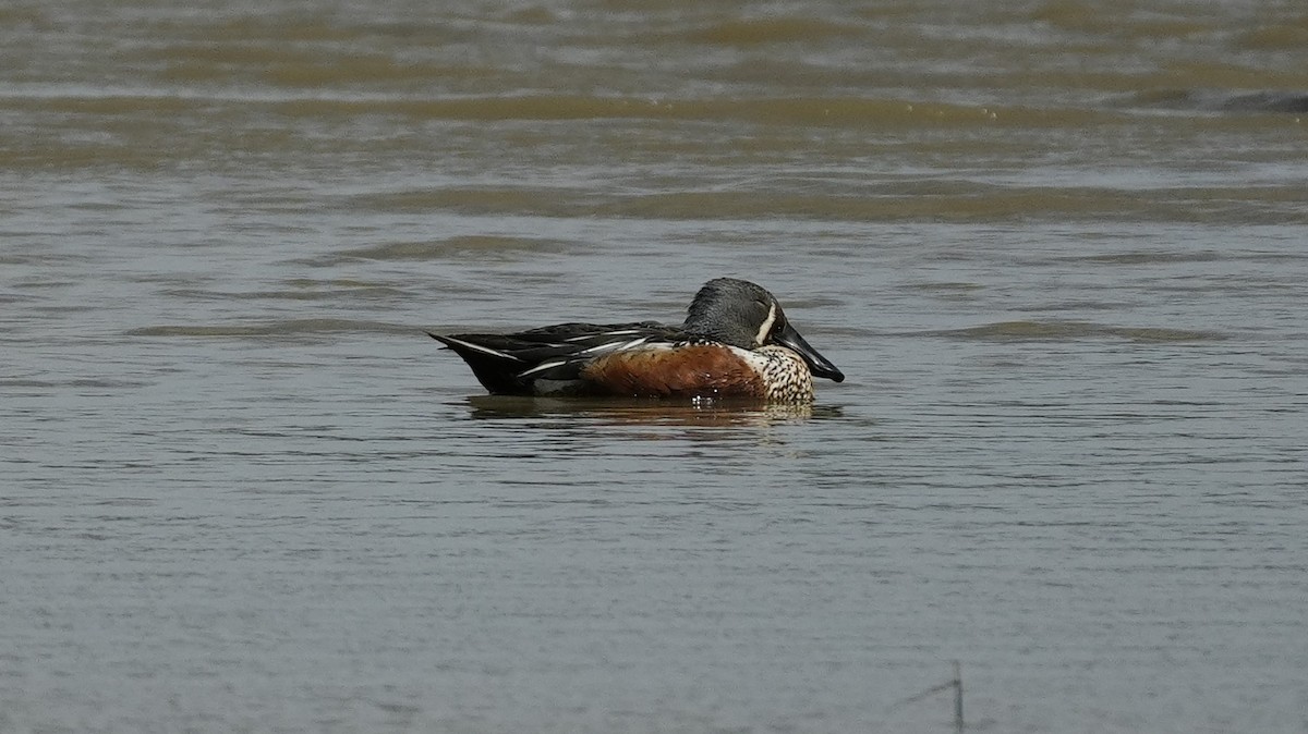 Australasian Shoveler - ML643332459