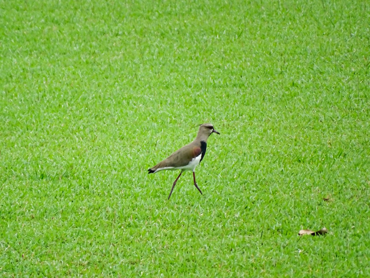 Southern Lapwing - ML643332460