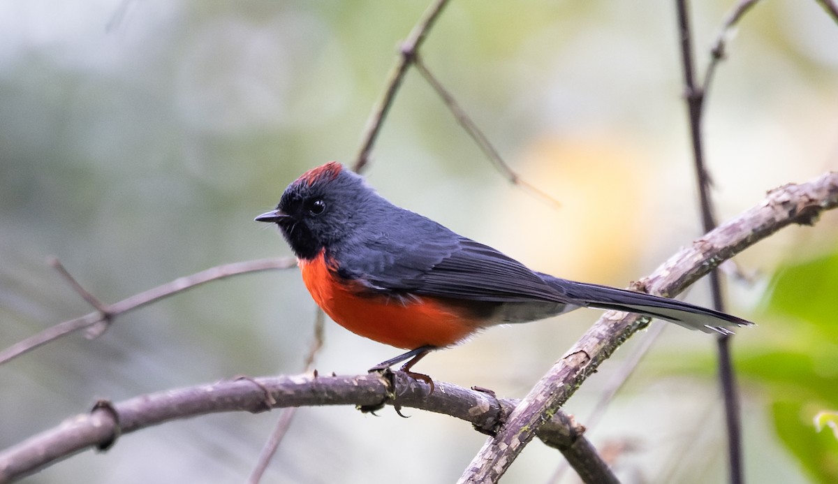 Slate-throated Redstart - ML643332467
