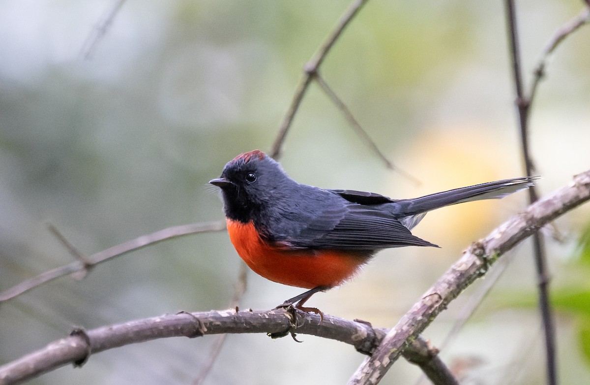 Slate-throated Redstart - ML643332468