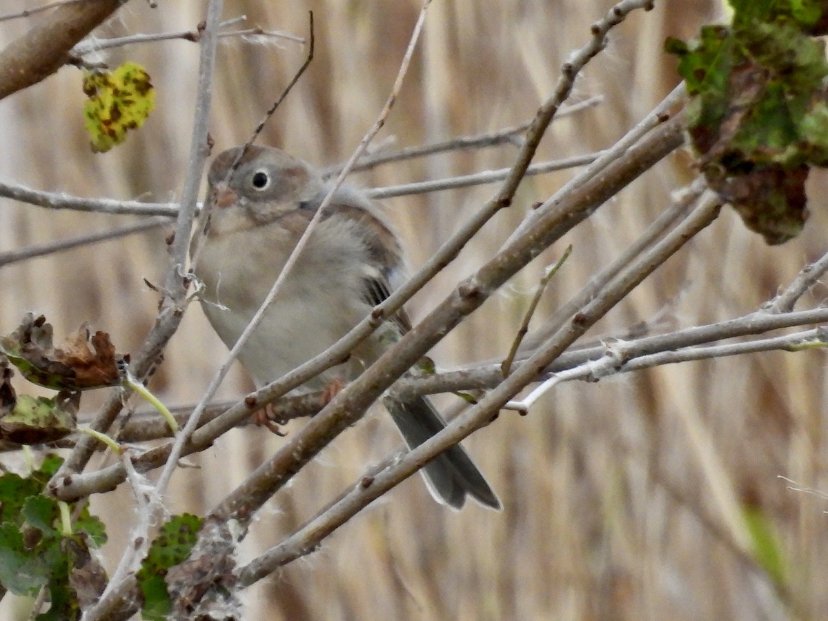 Field Sparrow - ML643332469