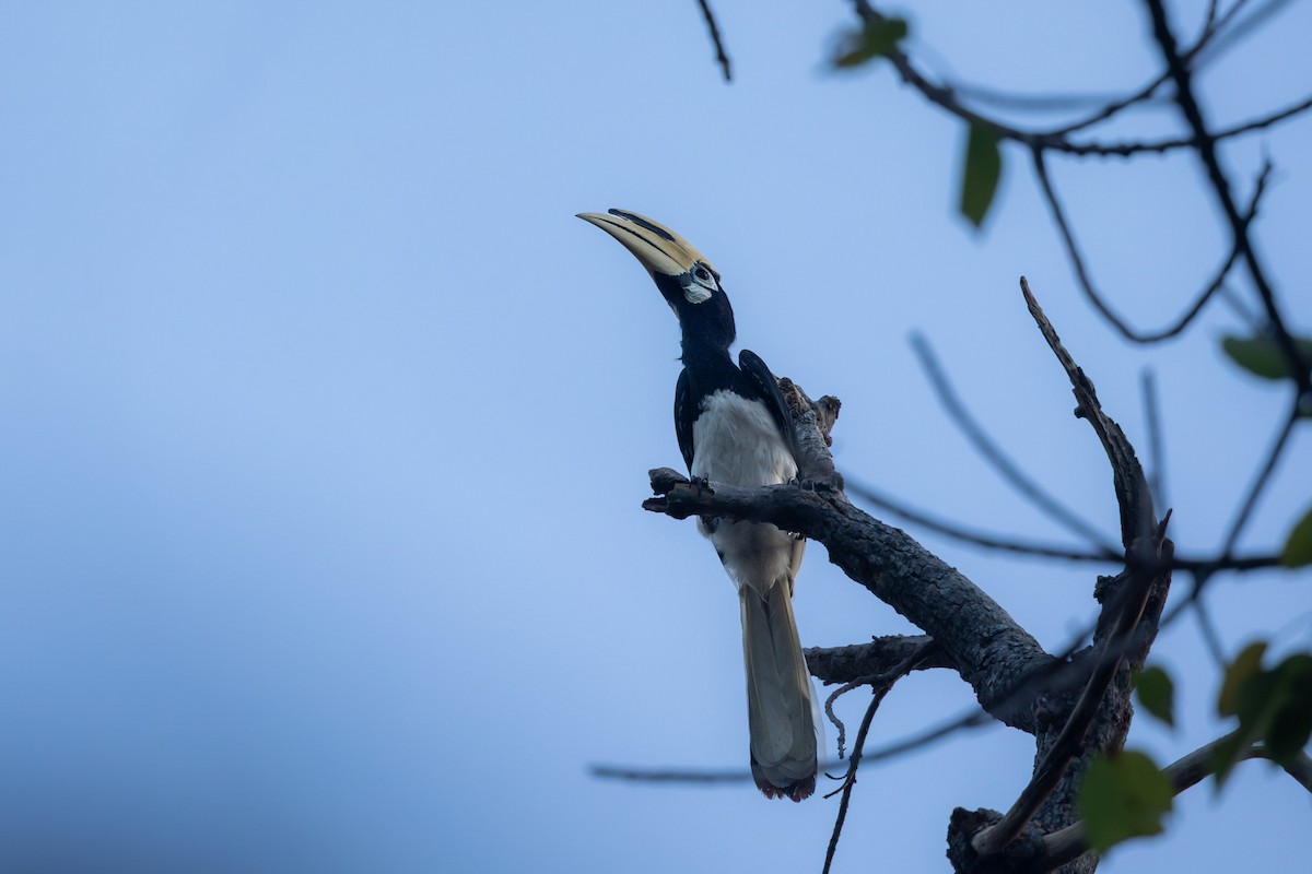 Oriental Pied-Hornbill - ML643332470