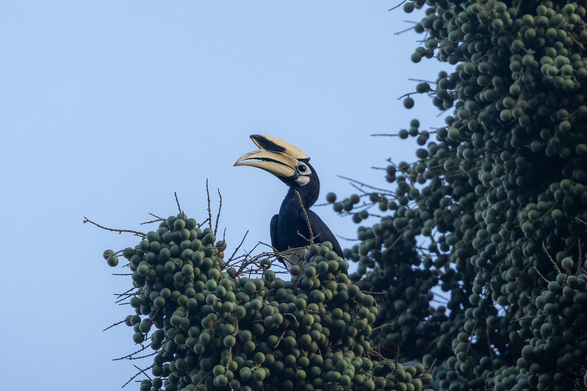 Oriental Pied-Hornbill - ML643332471