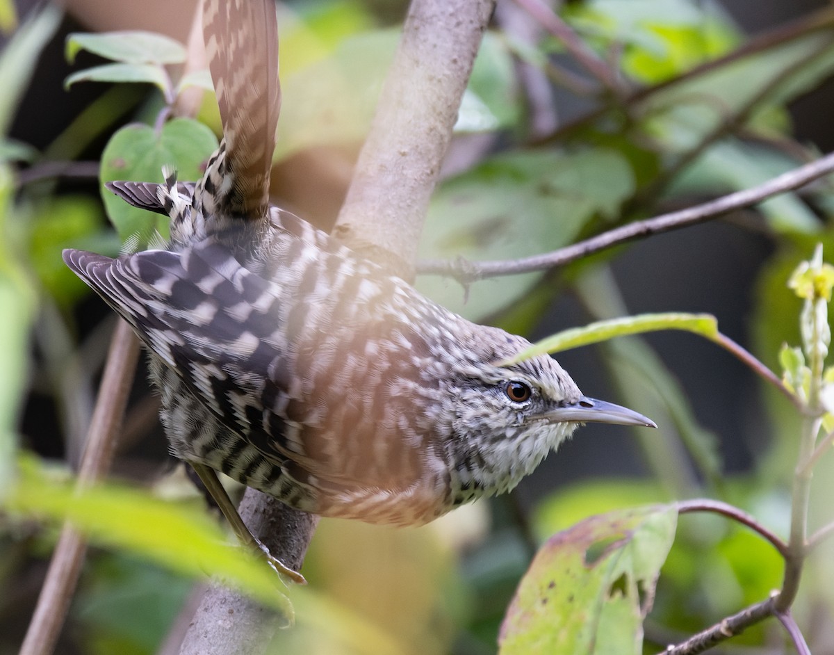 Gray-barred Wren - ML643332472