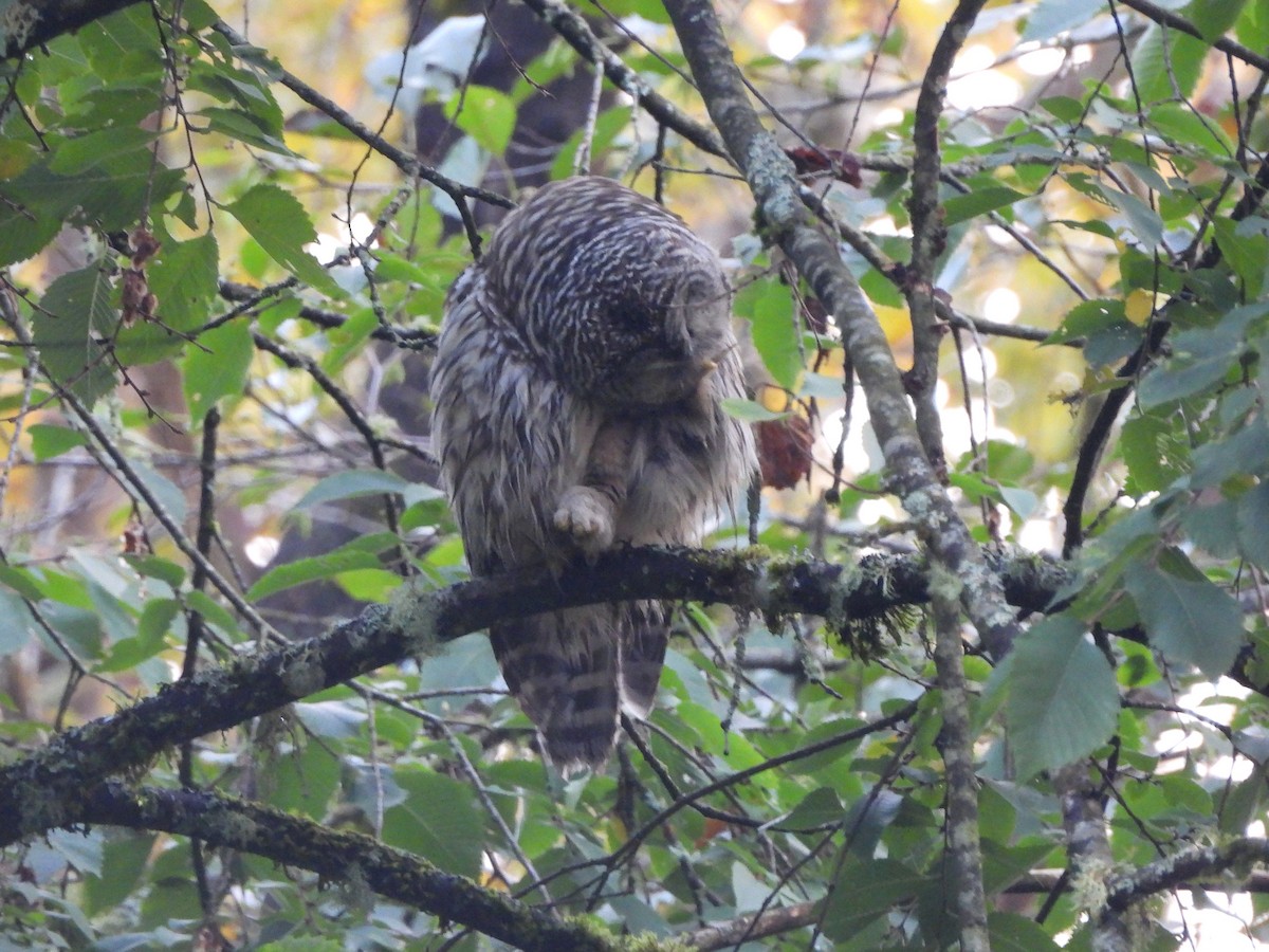 Barred Owl - ML643332477