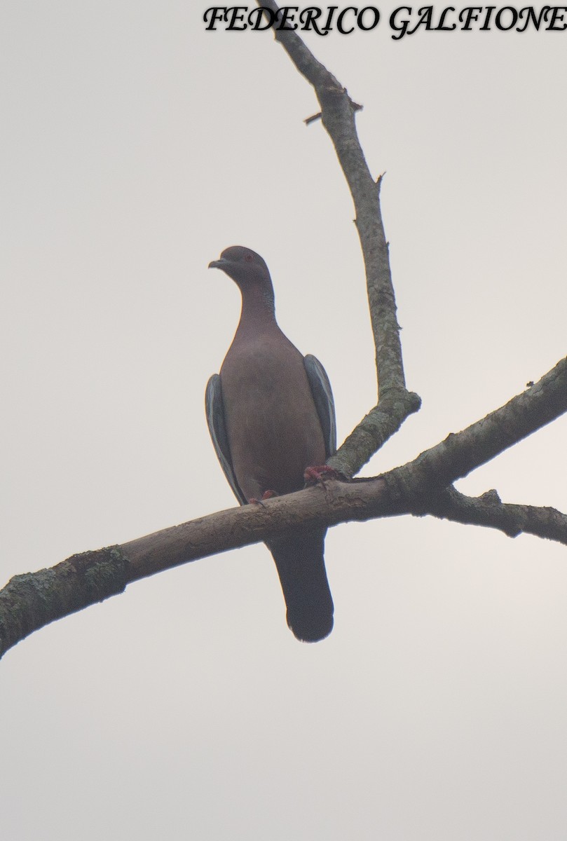 Picazuro Pigeon - ML643332481