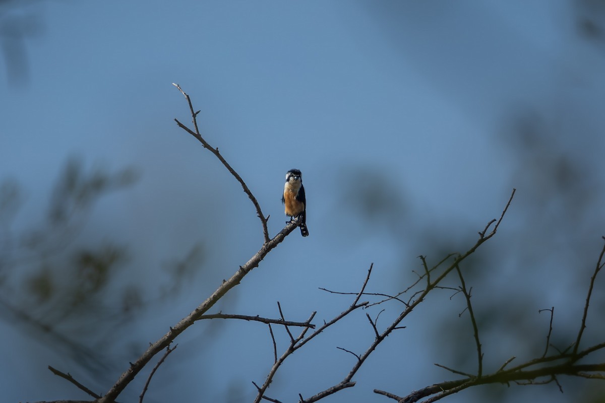 Black-thighed Falconet - ML643332484