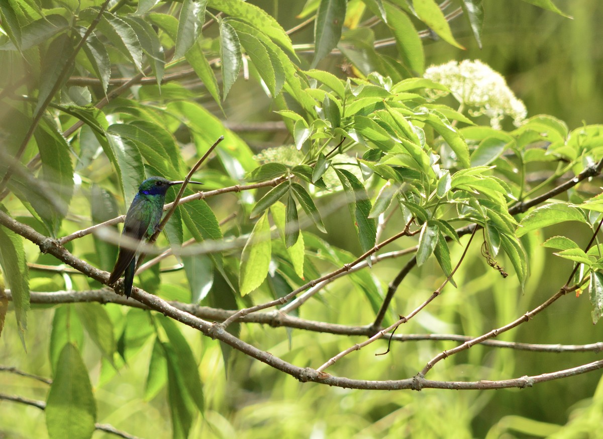 Sparkling Violetear - ML643332485