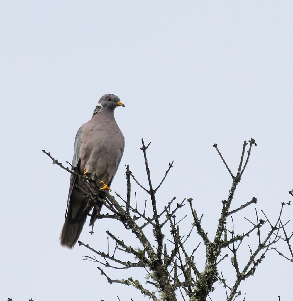 Band-tailed Pigeon - ML643332490