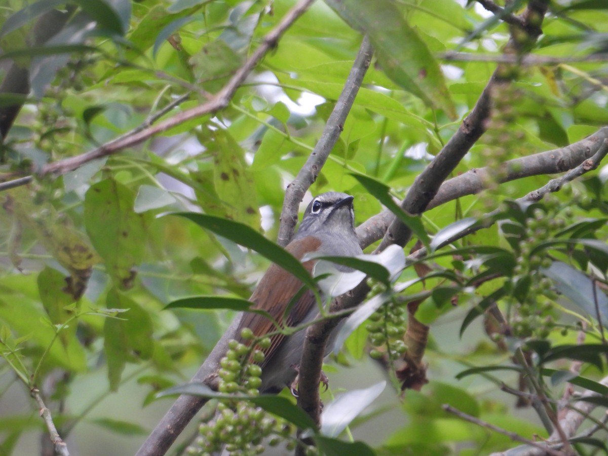 Brown-backed Solitaire - ML643332492