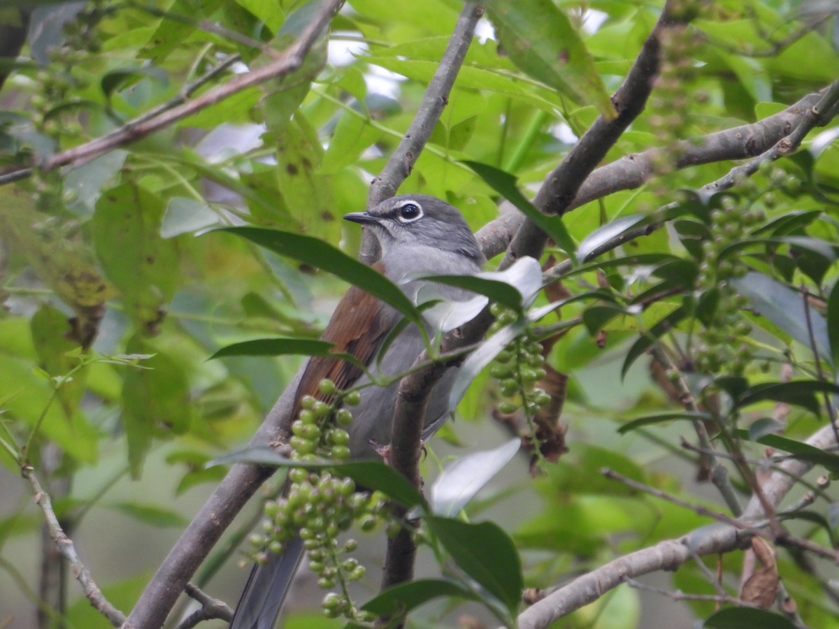 Brown-backed Solitaire - ML643332511