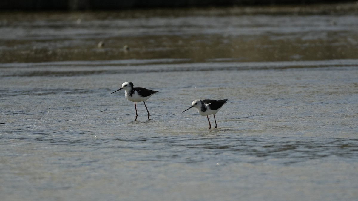 Pied Stilt - ML643332512