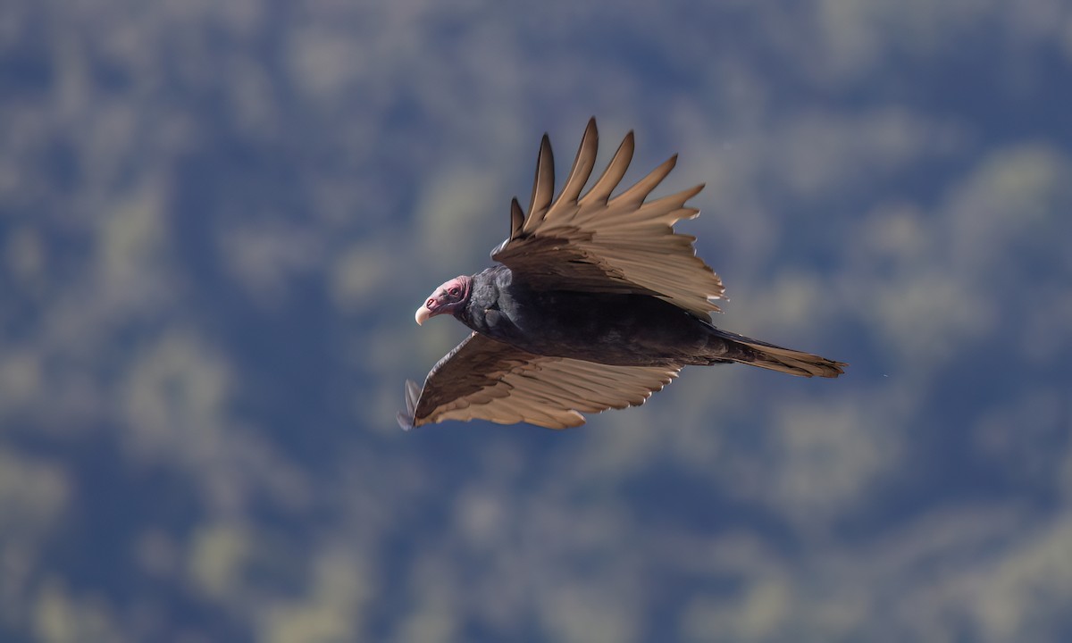 Urubu à tête rouge - ML643332526
