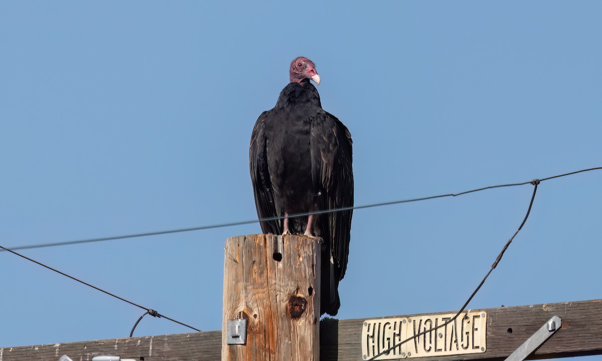 Urubu à tête rouge - ML643332531