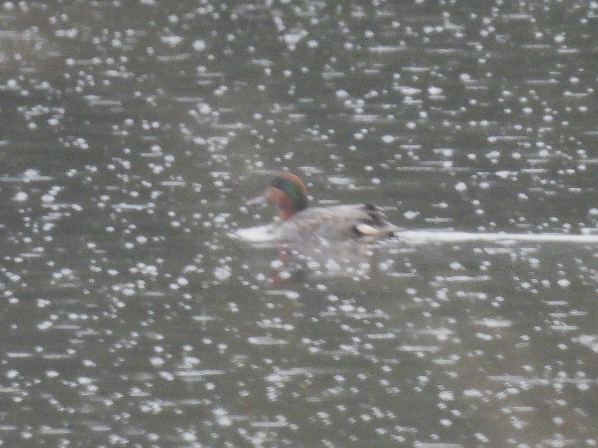 Green-winged Teal (American) - ML643332532