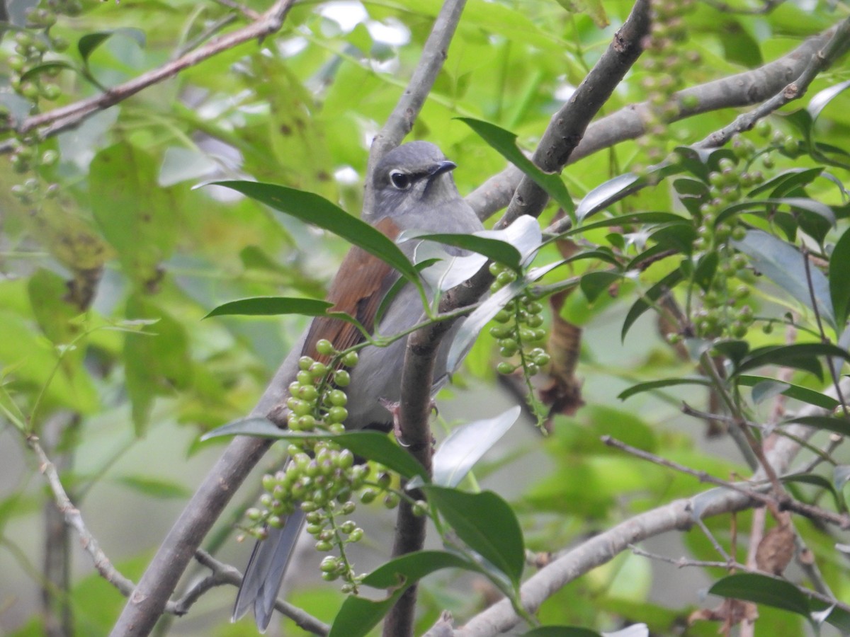 Brown-backed Solitaire - ML643332533