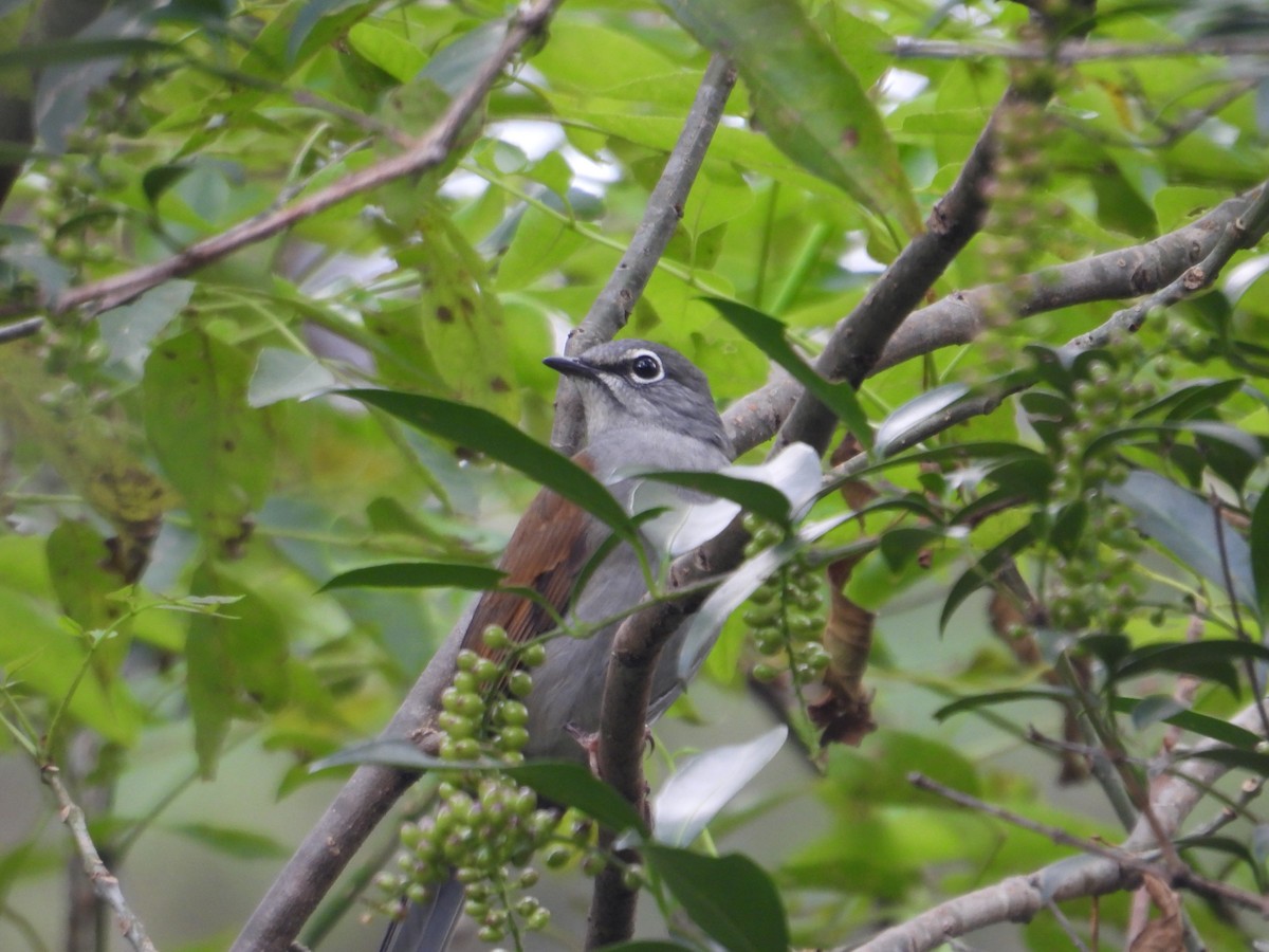Brown-backed Solitaire - ML643332534