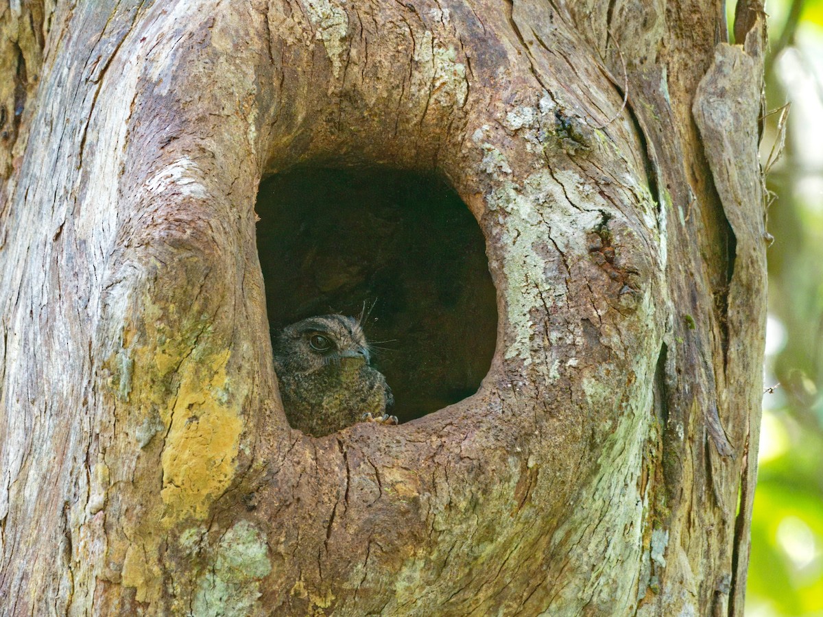 Barred Owlet-nightjar - ML643332547