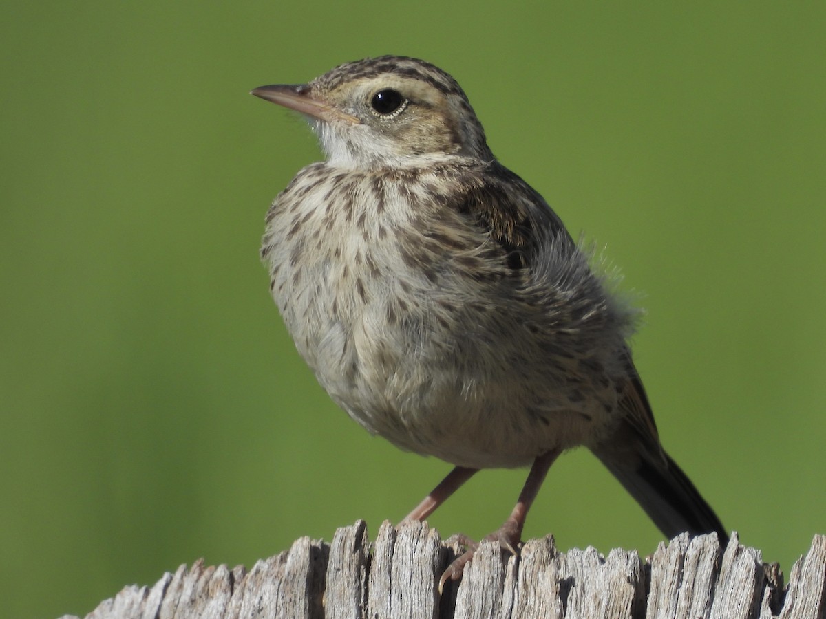 Australian Pipit - ML643332558
